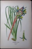 The Queen’s Tear’s Edward Step Rare Antique Botanical Book Plate-251