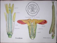 Crucifers Botanical Flower Diagram Rare Antique First Edition Illustration-6