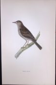 Tree Pipit Rev Morris Antique History of British Birds 130 Years-Old Engraving-174