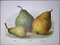 Pears-Jargonelle, Clapps, Beurre d Amanlis, Antique Mary Rivers Illustration-47