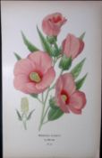 Hibiscus Rose Edward Step Rare Antique Botanical Book Plate-48
