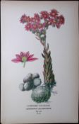 Cobwebby Houseleek Edward Step Rare Antique Botanical Book Plate-99
