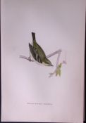Yellow Browed Warbler Rev Morris Antique History of British Birds 130 Years-Old Engraving-130