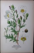 Mexican Poppy Edward Step Rare Antique Botanical Book Plate-20
