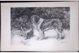 St Bernard & Toy Spaniels Antique Book Plate Rawdon Lee Modern Dog 1894-1