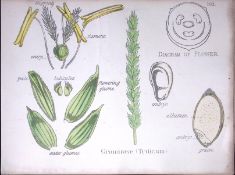 Gramineae True Grasses Botanical Flower Diagram Rare Antique First Edition Illustration-102