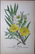 Evening Primroses Flower Edward Step Rare Antique Botanical Book Plate-104