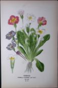 Primrose Flower Edward Step Rare Antique Botanical Book Plate-171