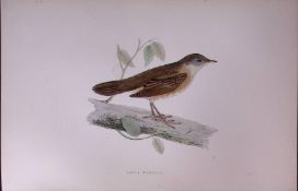 Savi’s Warbler Rev Morris Antique History of British Birds 130 Years-Old Engraving-109