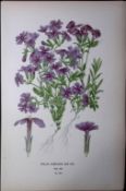 Creeping Phlox Edward Step Rare Antique Botanical Book Plate-184