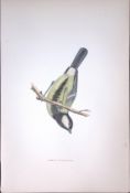 Great Titmouse Rev Morris Antique History of British Birds 130 Years-Old Engraving-65
