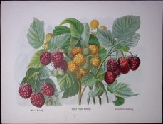 Raspberries- Rivera Hornet, Yellow Antwerp, Antique Mary Rivers Illustration-52