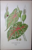 Heart of Jesus Edward Step Rare Antique Botanical Book Plate-294