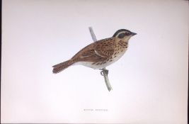 Rustic Bunting Rev Morris Antique History of British Birds 130 Years-Old Engraving-187