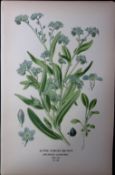 Alpine Forget-Me-Not Edward Step Rare Antique Botanical Book Plate-194