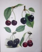 Cherries -Morello, Late Black Bigarreau, Noir De Gueben, Mayduke, Antique Fruit Illustration-6