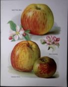 Apples- Prince Albert, Chelmsford Wonder, Allens Antique Mary Rivers Illustration-50