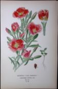 Godetia Lady Albemarle Edward Step Rare Antique Botanical Book Plate-105