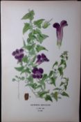 Mexican Viper Edward Step Rare Antique Botanical Book Plate-208