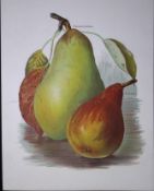 Pears Pitmaston Duchess, Durondeau, Antique Mary Rivers Fruit Illustration-16.