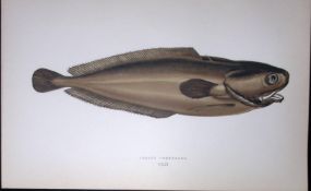 Lesser Forkbeard Fish Scarce Antique 1877 J. Couch Woodblock Engraving-79