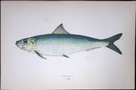 Pilchard Fish Scarce Antique 1877 J. Couch Woodblock Engraving-32