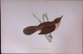 Great Sedge Warbler Rev Morris Antique History of British Birds 130 Years-Old Engraving-115