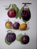 Plum Gage- Grand Duke, Green, Early, Gisborns Antique Mary Rivers Illustration-46