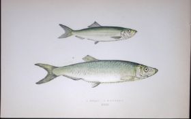 Sprat & Whitebait Fish Scarce Antique 1877 J. Couch Woodblock Engraving-120