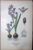 Siberian Squill Edward Step Rare Antique Botanical Book Plate-278