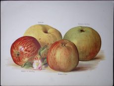 Apples-Bramley, Pippin, Ribston, Antique Mary Rivers- Illustration-53