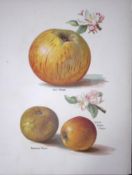 Apples-Coxs Orange, Sykehouse Russet, Scarlet Golden Pipin, Antique Fruit Illustration-11.