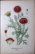 Chrysanthemum Carinatum Edward Step Rare Antique Botanical Book Plate-146