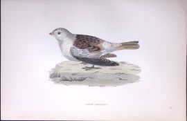 Snow Bunting Rev Morris Antique History of British Birds 130 Years-Old Engraving-183