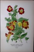 Harlequin Monkey Flower Edward Step Rare Antique Botanical Book Plate-212