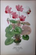 Persian Cyclamen Edward Step Rare Antique Botanical Book Plate-176