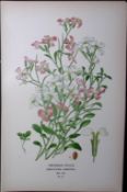 Virginian Stock Flower Edward Step Rare Antique Botanical Book Plate-27