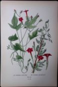 Red Morning Glory Flower Edward Step Rare Antique Botanical Book Plate-196