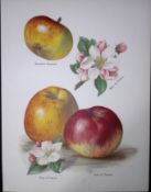 Apples-Royal, Grosse Peche, Large Early Montgamet, Antique May Rivers Illustration-30.