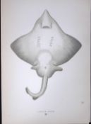 Flapper Skate Fish Scarce Antique 1877 J. Couch Woodblock Engraving-99