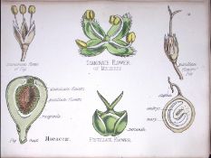 Mulberry Family Botanical Flower Diagram Rare Antique First Edition Illustration-81