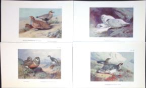 Job-Lot 11 Species Game Birds, Grouse, Bustards, Quail Antique Thorburn Prints-5