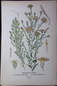 Michaelmas Daisies Edward Step Rare Antique Botanical Book Plate-131