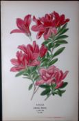 Azalea Indica Edward Step Rare Antique Botanical Book Plate-166
