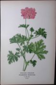 Oak-Leafed Geranium Edward Step Rare Antique Botanical Book Plate-56