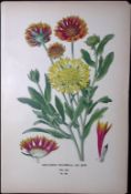 Indian Blanket Edward Step Rare Antique Botanical Book Plate-145
