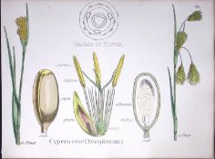 Cyperaceae Botanical Flower Diagram Rare Antique First Edition Illustration-99