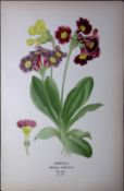 Mountain Cowslip Edward Step Rare Antique Botanical Book Plate-173