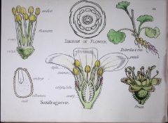 Saxifrages Botanical Flower Diagram Rare Antique First Edition Illustration-30