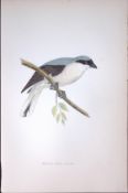 Lesser Grey Shrike Rev Morris Antique History of British Birds 130 Years-Old Engraving-62